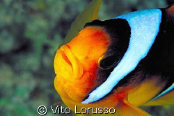 Fishs - Amphiprion bicinctus by Vito Lorusso 